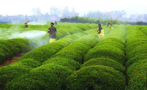 农药残留检测仪 农药残留检测仪